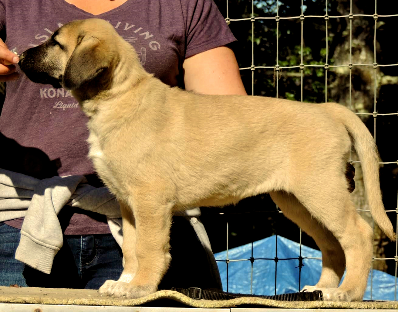 Champion Timaru Tallullah x Champion Lucky Hit Gazi of Cedar Rise female puppy Diamond Lil Black collar girl 106