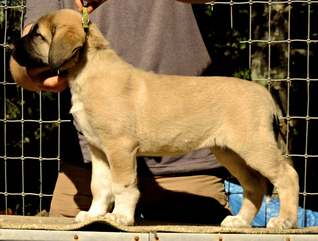 Champion Timaru Tallullah x Champion Lucky Hit Gazi of Cedar Rise female puppy Green collar girl 107