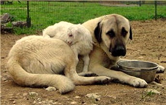 Lucky Hit Shadow TOKAT - Male Working Anatolian - with week old kid