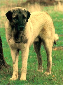 Turk in the pasture guarding his goats