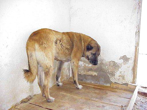 Anatolian in Turkey near Kangal