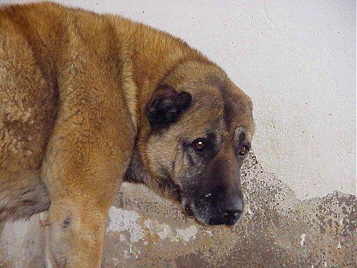 Anatolian in Turkey near Kangal