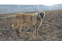 Anatolian in Turkey