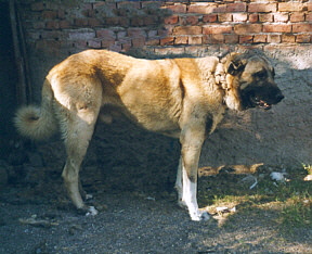 Anatolian in Turkey