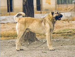 Anatolian in Turkey