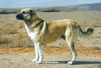 Anatolian in Turkey