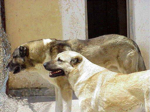 Anatolians in Turkey near Kangal