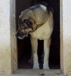 Anatolian in Turkey near Kangal