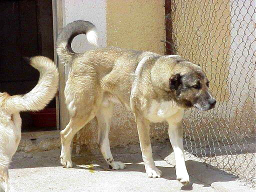 Anatolian in Turkey near Kangal