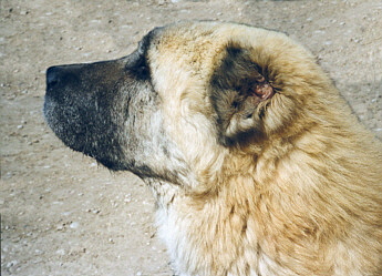 Anatolian in Turkey