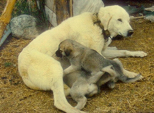 Anatolians in Turkey - White (Biscuit and White?) Female with Dark Pups
