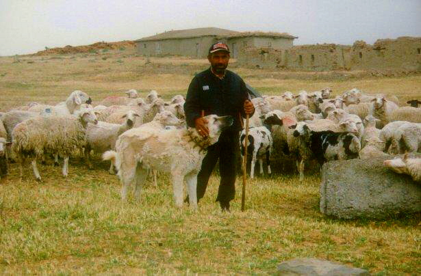 Ten year old male Anatolian in Polatli, Turkey