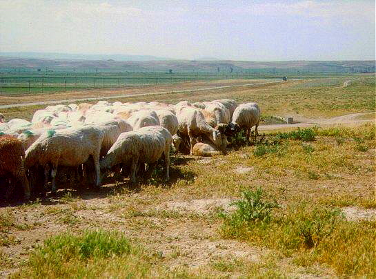 Anatolian in Turkey well loved by his sheep