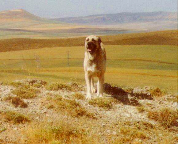 Old Male Anatolian in Turkey