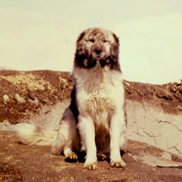 Mature Male Anatolian in Turkey