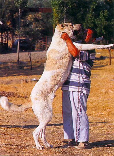 Anatolian in Turkey