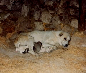 Anatolian in Turkey - Pinto female and pups