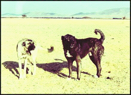 Natalka Czartoryska Collection picture of Turkish livestock guardians in the '60's or 70's