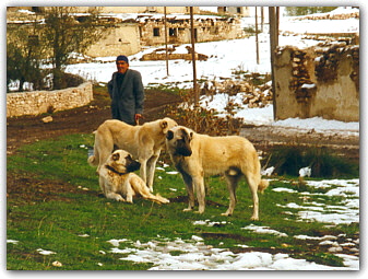 Anatolians in Turkey