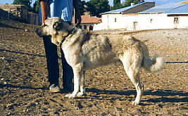 Anatolian in Turkey