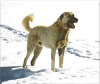 Anatolian in the snow in Turkey