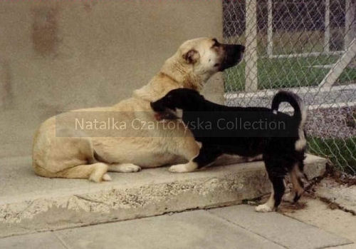 Natalka Czartoryska Collection: picture of Turkish livestock 
guardian in quarantine. A female import to Britain gave birth during the lengthy quarantine to 
tanpoint puppy. Both parents were Turkish livestock working stock