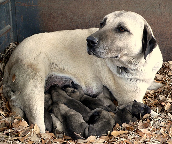 LUCKY HIT's Two Socks with April 8, 2009 litter