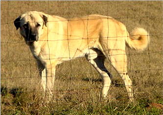 MANGHAM MANOR'S COOL TRUCK (TURK) - PWA - PROVEN WORKING GUARDIAN ANATOLIAN MALE