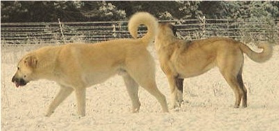 CHAMPION Birinci's Yahsi (Handsome) at Lucky Hit Ranch