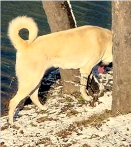 CHAMPION Birinci's Yahsi (Handsome) at Lucky Hit Ranch