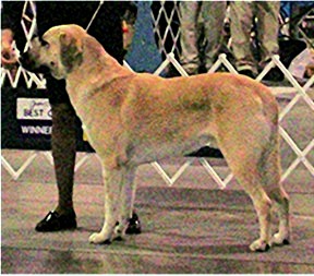 CHAMPION Birinci's Yahsi (Handsome) winning Best Opposite Sex at his First Show