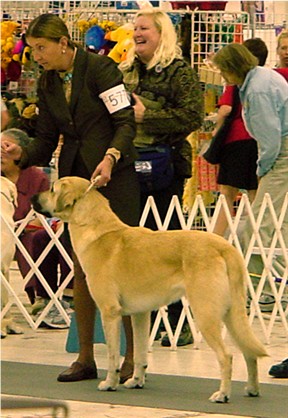 Birinci's Yahsi (Handsome) winning Best Opposite Sex at his First Show