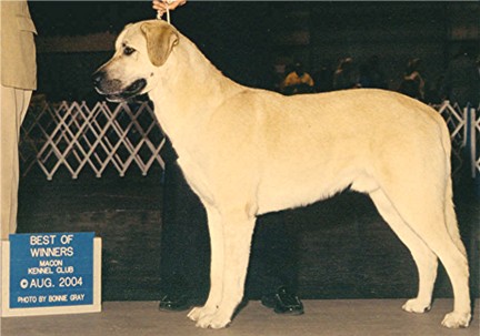 CHAMPION Birinci's Yahsi (Handsome) winning Best of Winners at his First Show