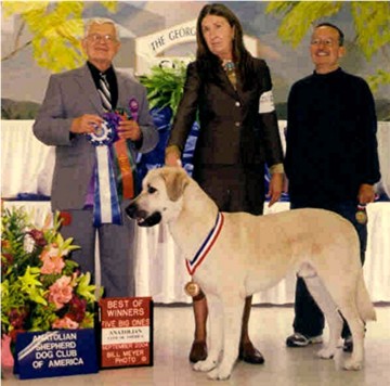 CHAMPION Birinci's Yahsi (Handsome) winning Best Opposite Sex at his First Show