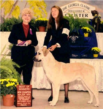 CHAMPION Birinci's Yahsi (Handsome) winning Best Opposite Sex at his First Show