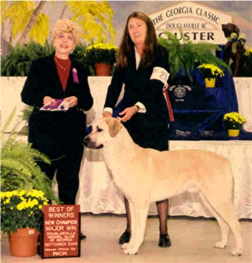 CHAMPION Birinci's Yahsi (Handsome) Best of Winners at the Anatolian National Specialty