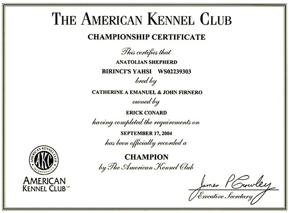 CHAMPION Birinci's Yahsi (Handsome) Championship Certificate