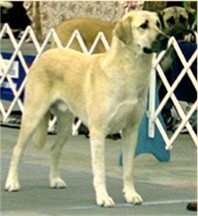 Links to AKC Anatolian Shepherd Breed Standard