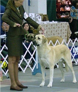 CHAMPION Birinci's Yahsi (Handsome) winning at the 2004 National Specialty