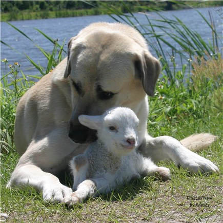 CHAMPION Birinci's Yahsi (Handsome) with orphan lamb