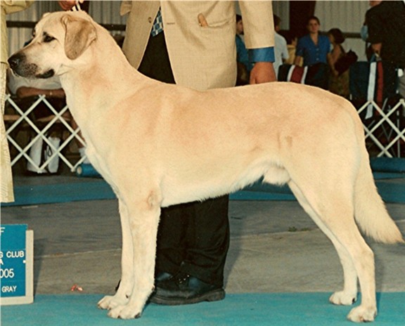 CHAMPION Birinci's Yahsi (Handsome)