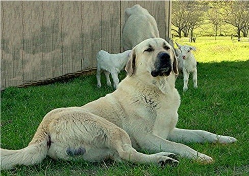 Champion Birinci's Yahsi guarding kids