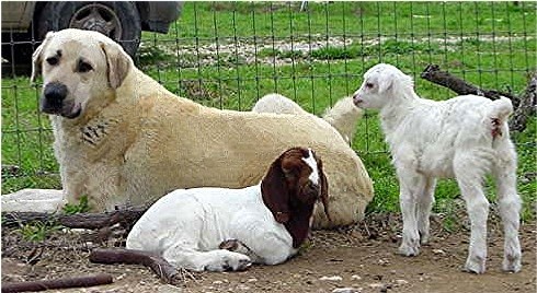 CHAMPION Birinci's YAHSI, WESTMINISTER BEST OF BREED, Sire and GrandSire of AKC TOP CHAMPIONS