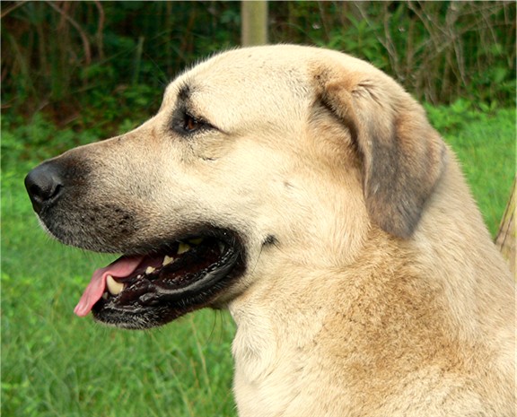 CHAMPION Birinci's YAHSI (Handsome)head shot