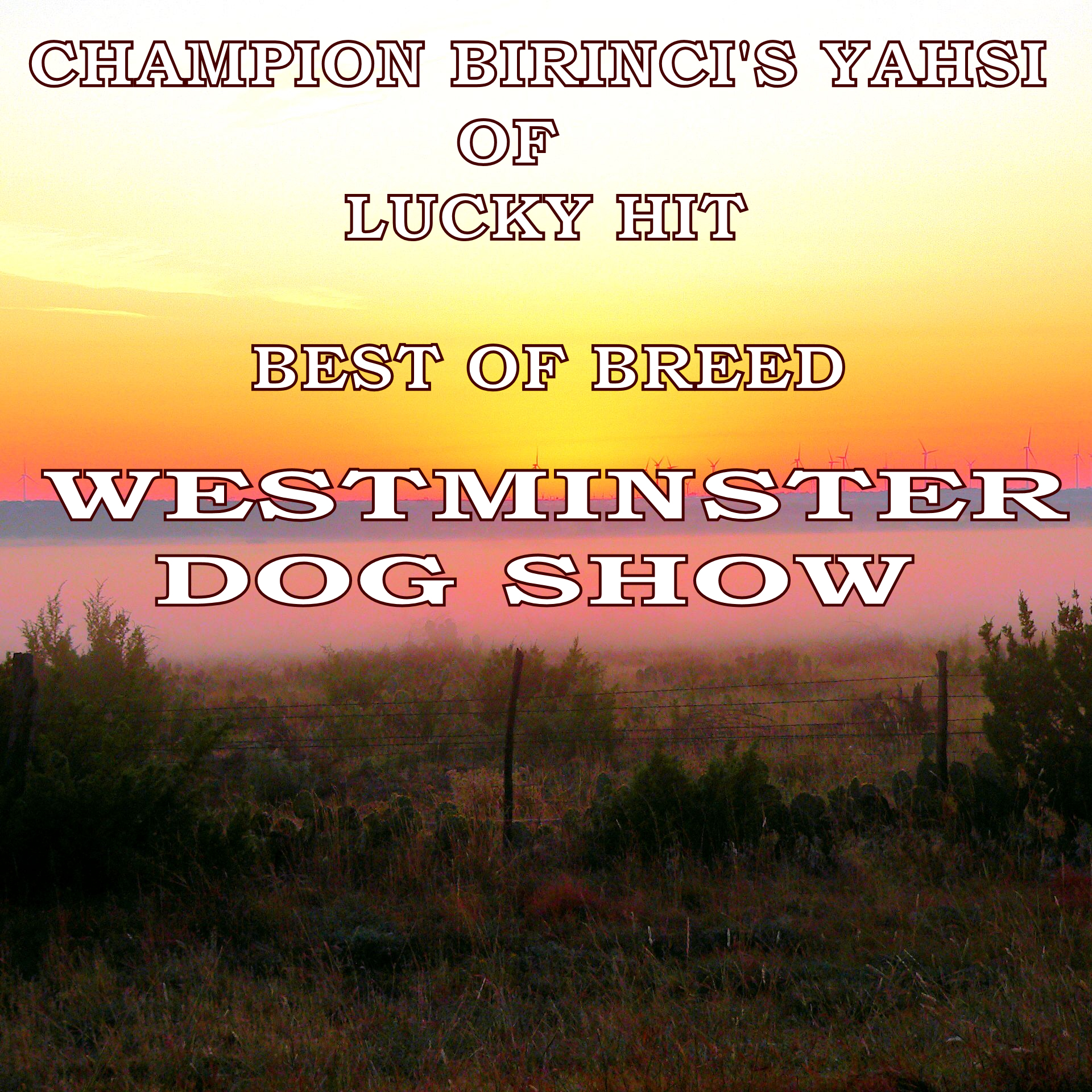 Birinci's Yahsi Best of Breed Westminister