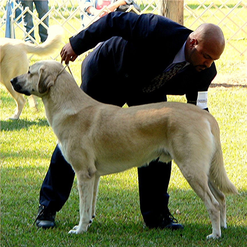 Birinci's Yahsi (Handsome) at 3 years