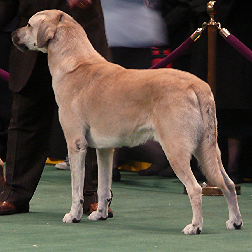 Birinci's Yahsi Best of Breed Westminister