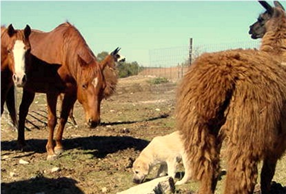 CHAMPION Birinci's Yahsi (Handsome) at Lucky Hit Ranch