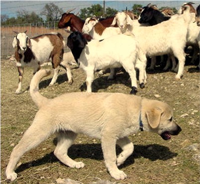 Birinci's Yahsi (Handsome) - October 22, 2002 Male with goats at Lucky Hit Ranch