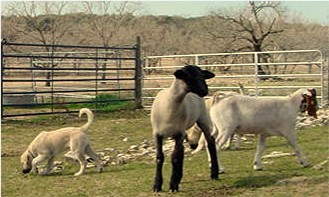 CHAMPION Birinci's Yahsi (Handsome) at Lucky Hit Ranch